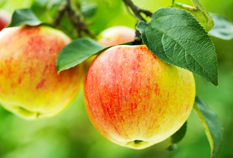 Äpfel - Gesunde Ernährung