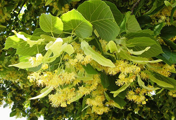 Sommerlinde | Heilpflanze 2025